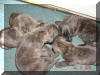 Great Dane Puppies , Great Danes for Sale , Great Dane Breeders